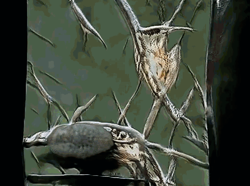 Steady-movement-one-of-forests-t